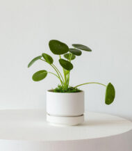 Philodendron Brasil - Image 5