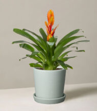 Peat Free Potting Mix - Image 3
