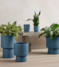 Peperomia Obtusifolia - Image 5